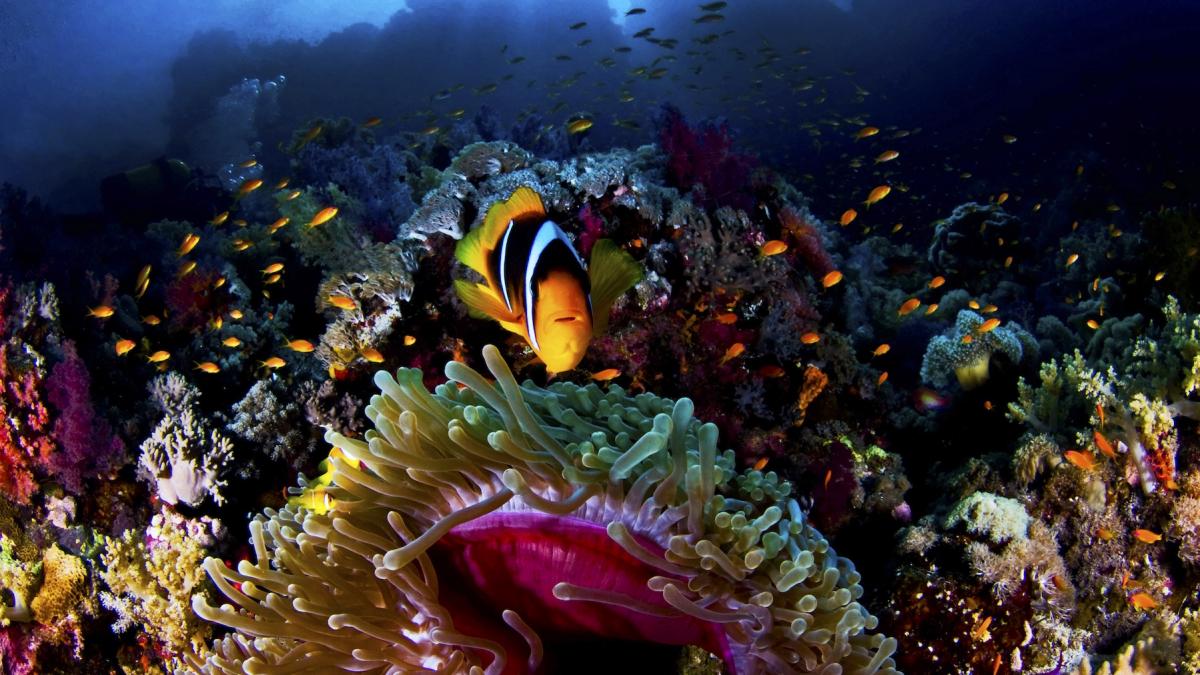 creatura bizara care domina adancurile traieste in 59 din oceanele lumii insa abia acum s a descoperit