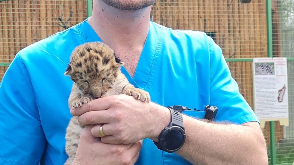 un pui de ligru s a nascut la o gradina zoologica din suceava in lume sunt doar 20 de exemplare