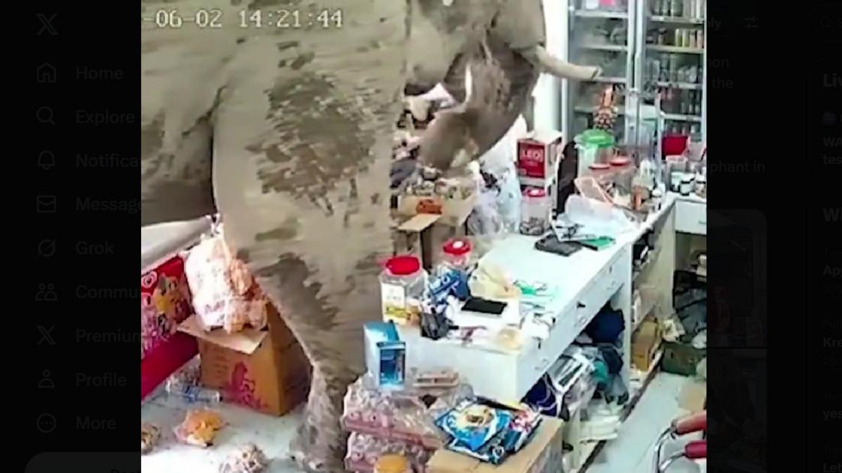 momentul in care un elefant intra intr un magazin mananca niste dulciuri si pleaca cred ca venise dupa niste gustari