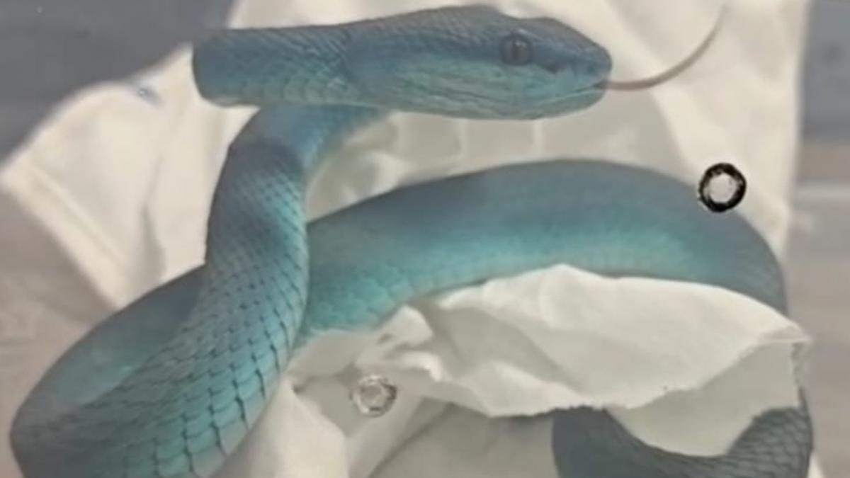 video un indian a fost prins pe aeroportul din mumbai in timp ce transporta zeci de serpi veninosi in bagaje