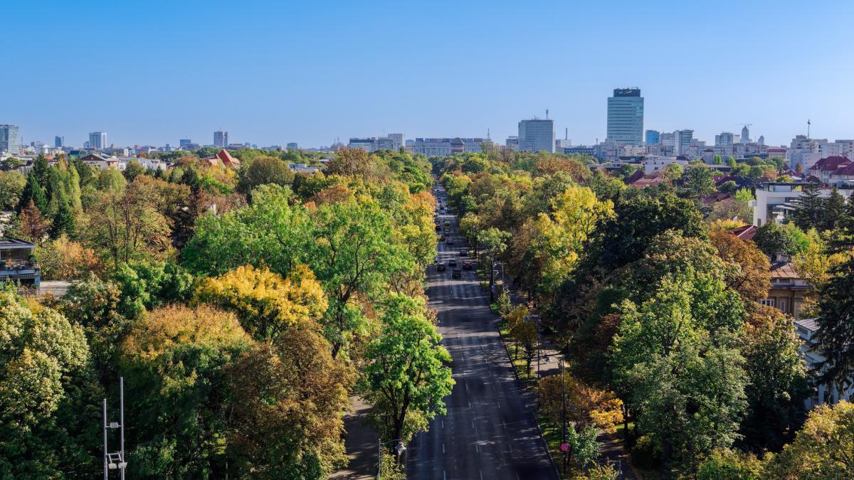 amenzi mai mari pentru taierile ilegale de copaci in bucuresti anuntul primarului capitalei