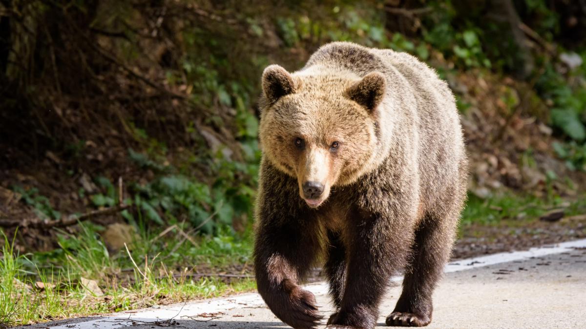 panica in alba iulia dupa ce un urs a fost vazut prin oras a fost emis mesaj ro alert oamenii sfatuiti sa nu iasa din case