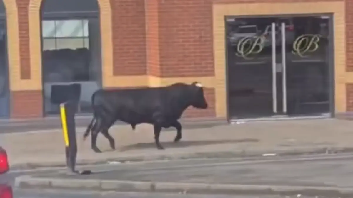 panica pe strazile unui oras din marea britanie un taur a fost filmat in timp ce alerga printre masini
