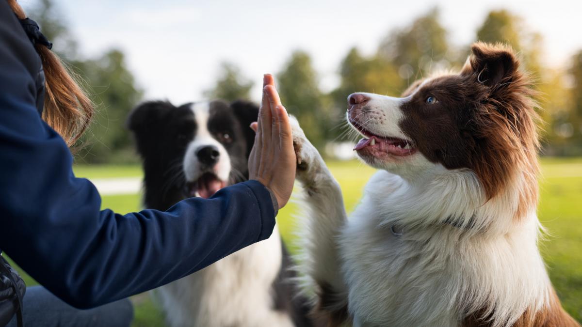 targ de adoptii pentru caini in parcul ior animalele sunt vaccinate deparazitate si microcipate blanosii iti vor fura inima targ de adoptii pentru caini in parcul ior animalele sunt vaccinate deparazitate si microcipate blanosii iti vor fura inima