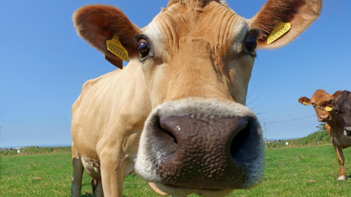 a aparut toaleta pentru vaci tehnologia de origine elvetiana reduce poluarea din ferme