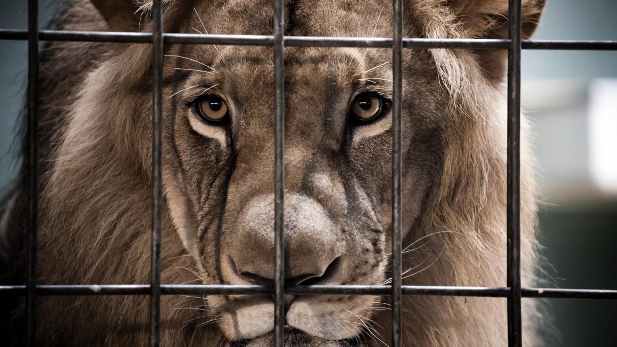 animalele exotice au devenit jucariile preferate ale bogatilor cumpara lei si habar n au cum sa i ingrijeasca o viata de suferinta