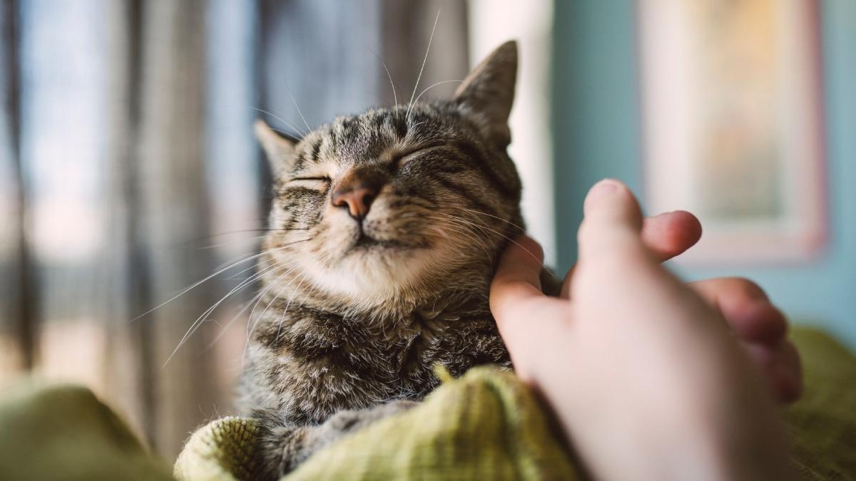 de ce torc pisicile cercetatorii cred ca au gasit in sfarsit raspunsul