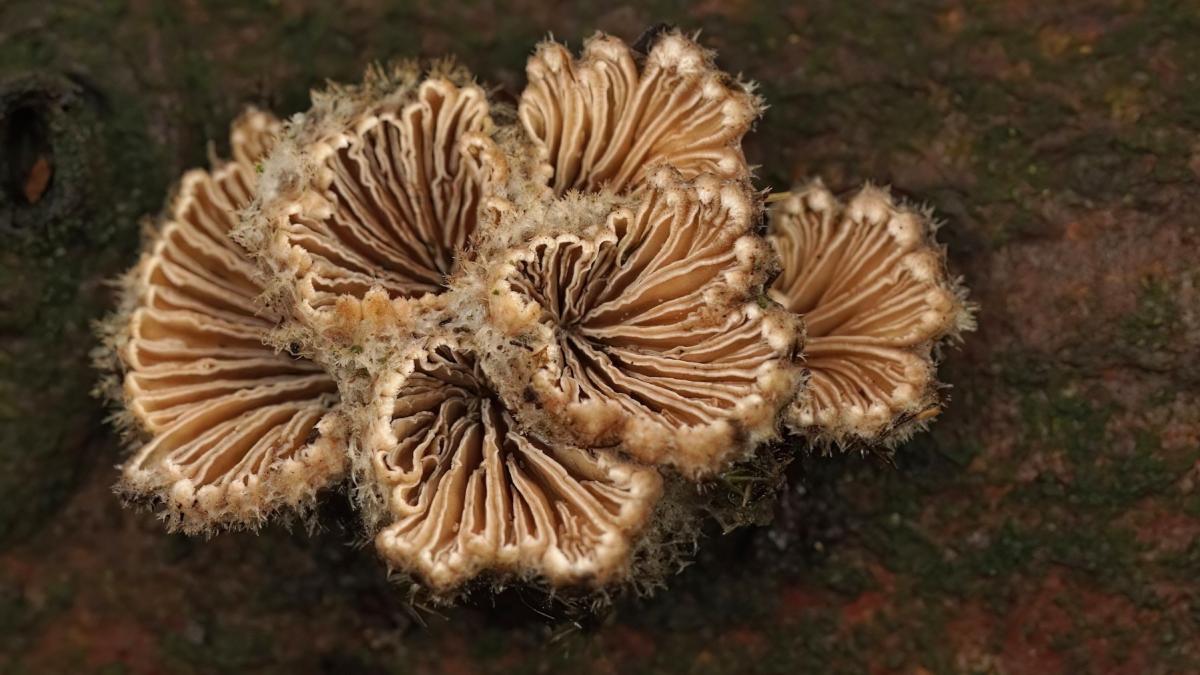 oamenii de stiinta au creat un plastic biodegradabil care este literalmente viu si comestibil