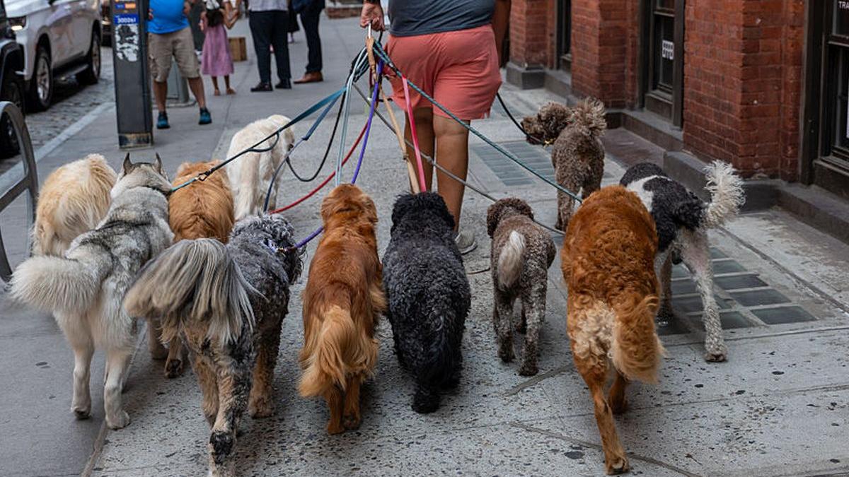 tara care interzice plimbarea cainilor de companie in orase amenintare la adresa sanatatii pacii si bunastarii