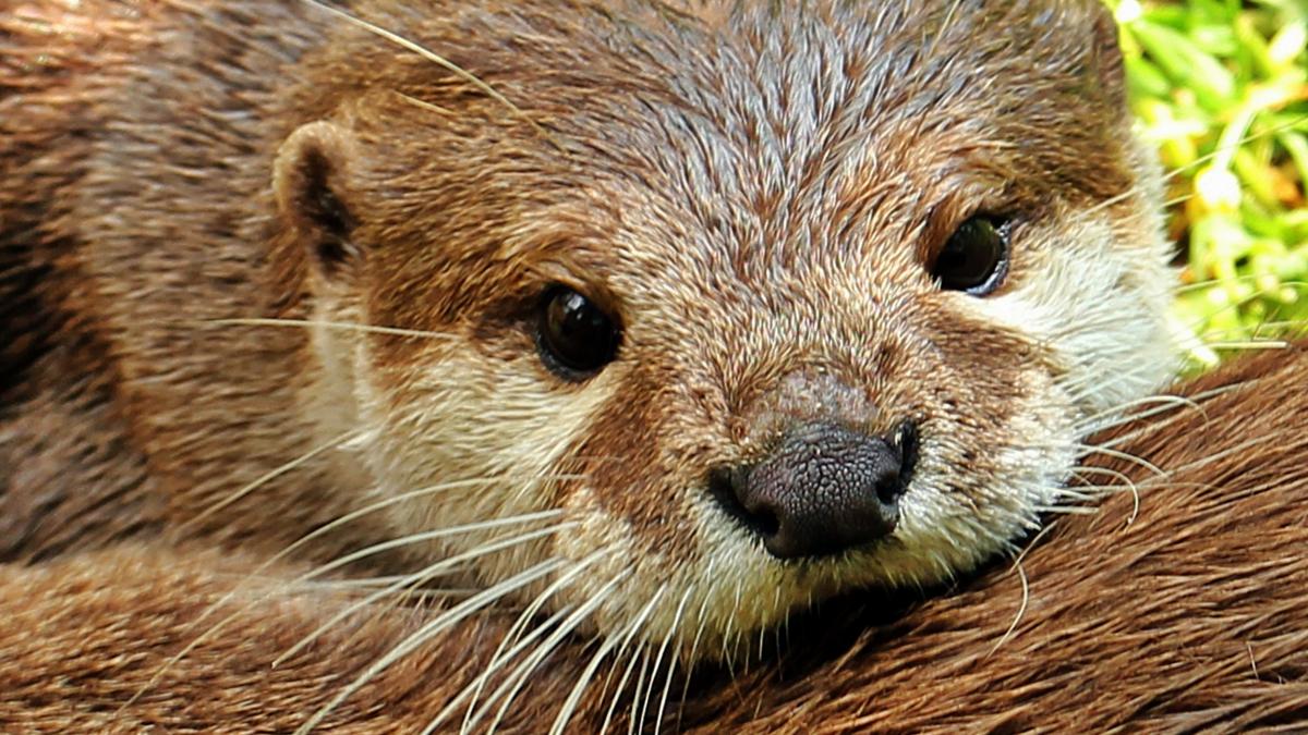 cea mai mica vidra din lume a fost gasita in mod surprinzator dupa 185 de ani nu mai era nicio dovada ca specia ar mai exista