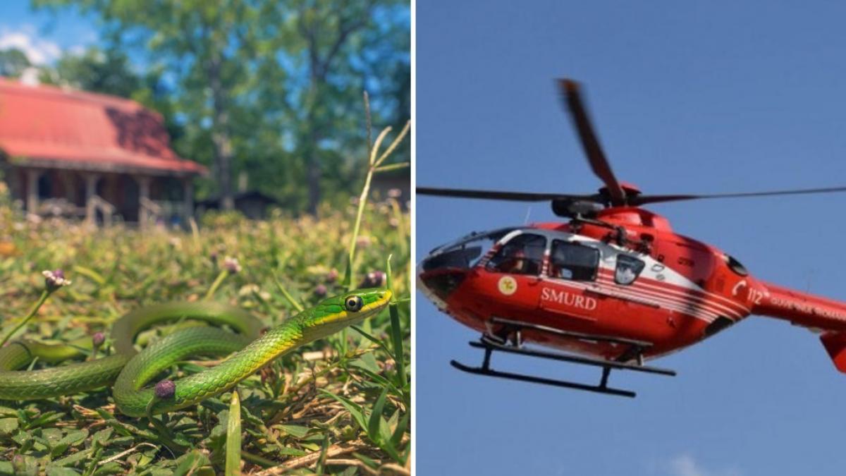 un copil si un barbat au fost muscati de sarpe in iasi elicopterul smurd l a transportat pe adult