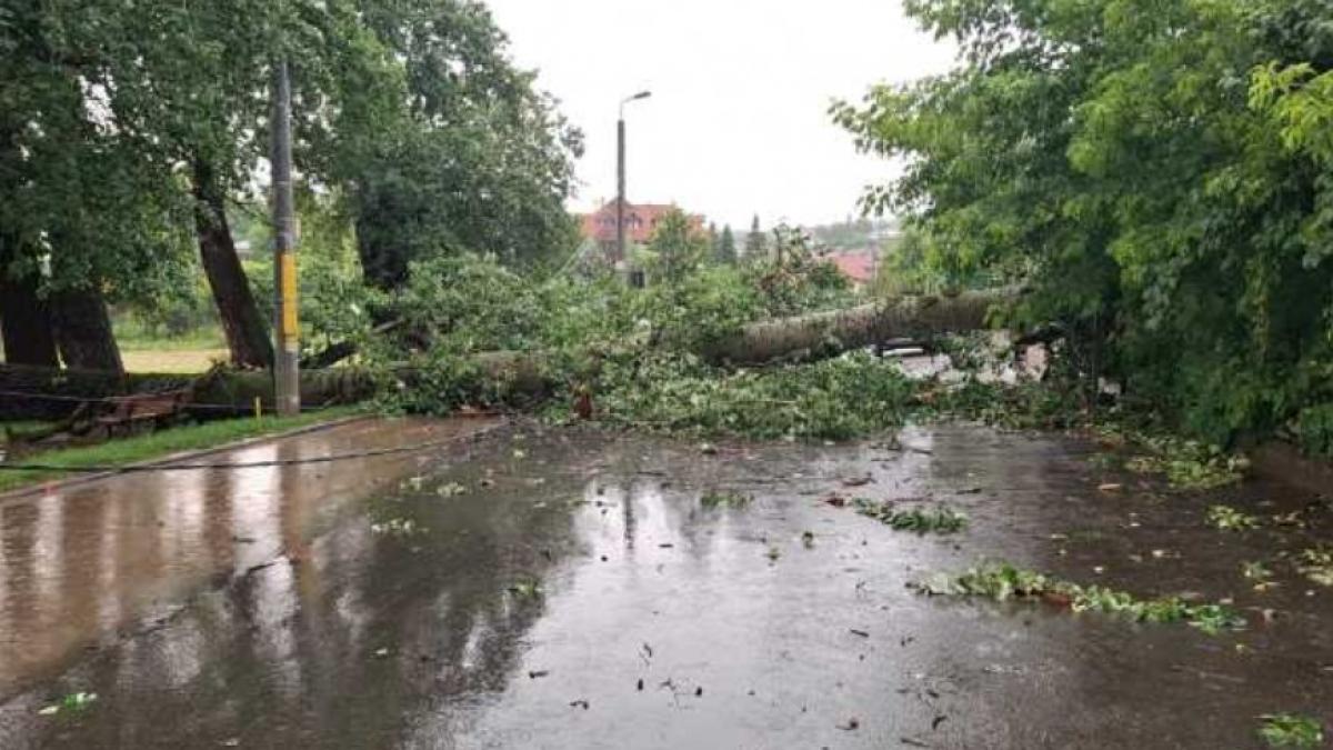 unul dintre plopii care l a inspirat pe mihai eminescu sa compuna pe langa plopii fara sot a cazut peste un gard in iasi