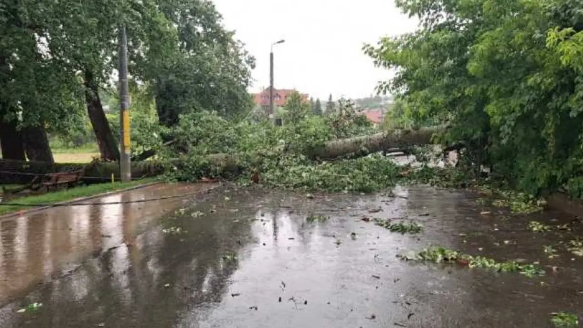 unul dintre plopii care l a inspirat pe mihai eminescu sa compuna pe langa plopii fara sot a cazut peste un gard in iasi