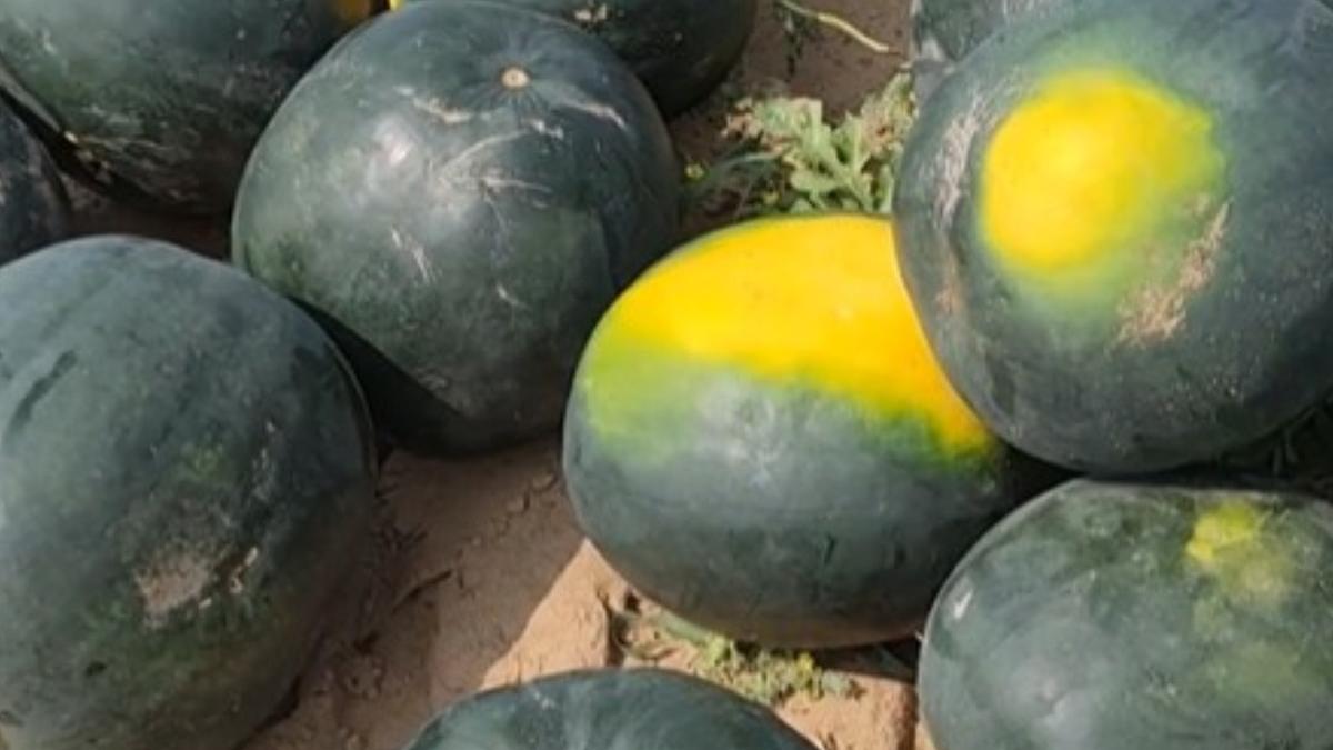 primii pepeni de dabuleni au ajuns in pietele din capitala cat costa un kilogram