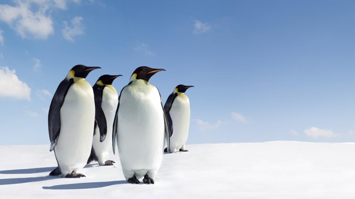 pinguinii imperiali in pericol de disparitie nu se mai pot reproduce din cauza scaderii nivelului calotei de gheata