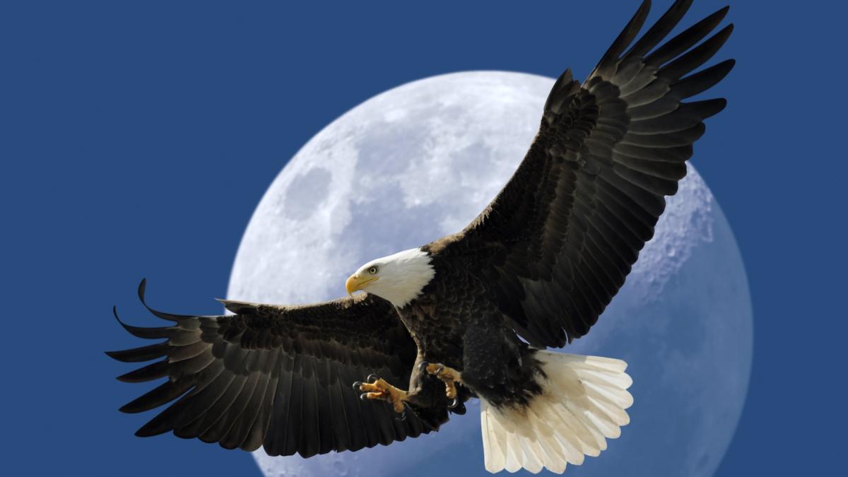 pasarea care zboara mai sus decat orice alta vietate de pe pamant mai sus chiar decat avioanele comerciale