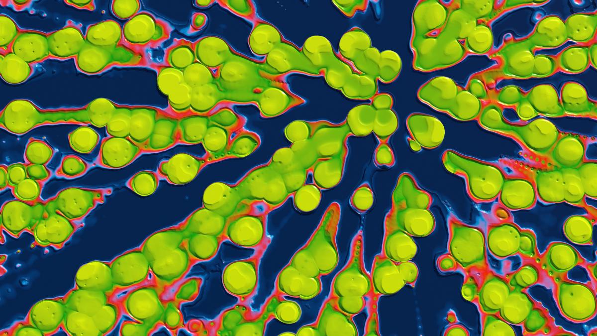 un nou studiu arata cum zapada marina mentine oceanul in viata