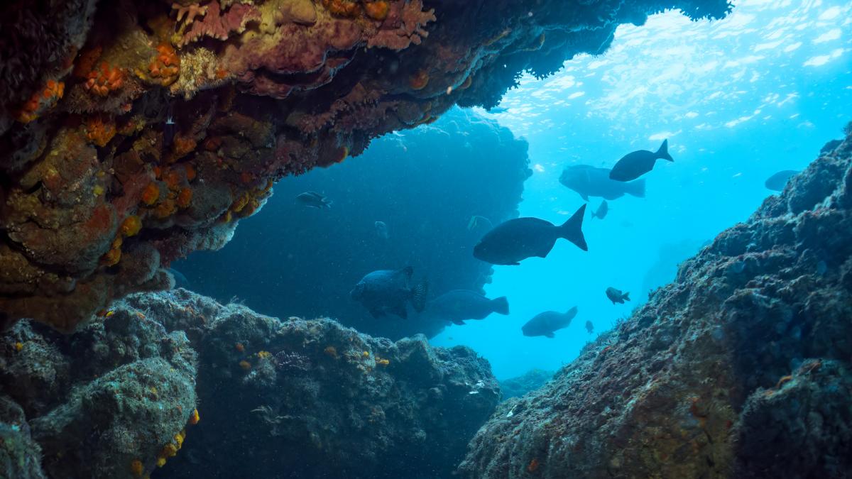 o insula misterioasa ascunsa timp de milenii a fost descoperita intamplator sub ape si e plina de zacaminte de elemente rare