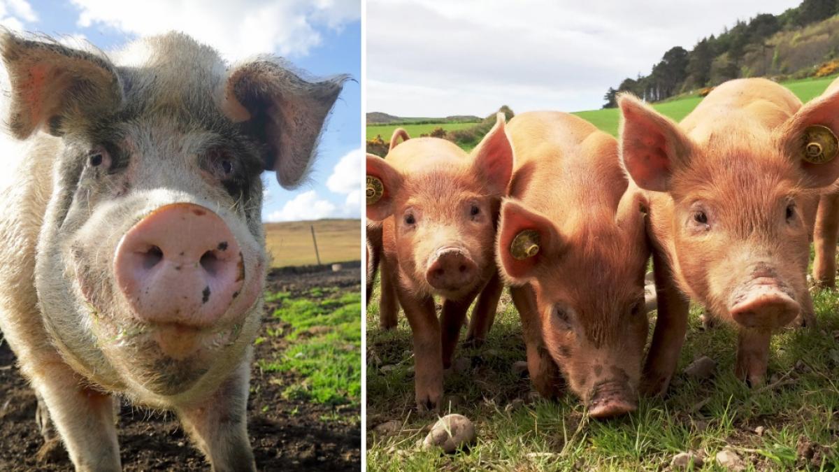 reuters china vrea porci mai slabi