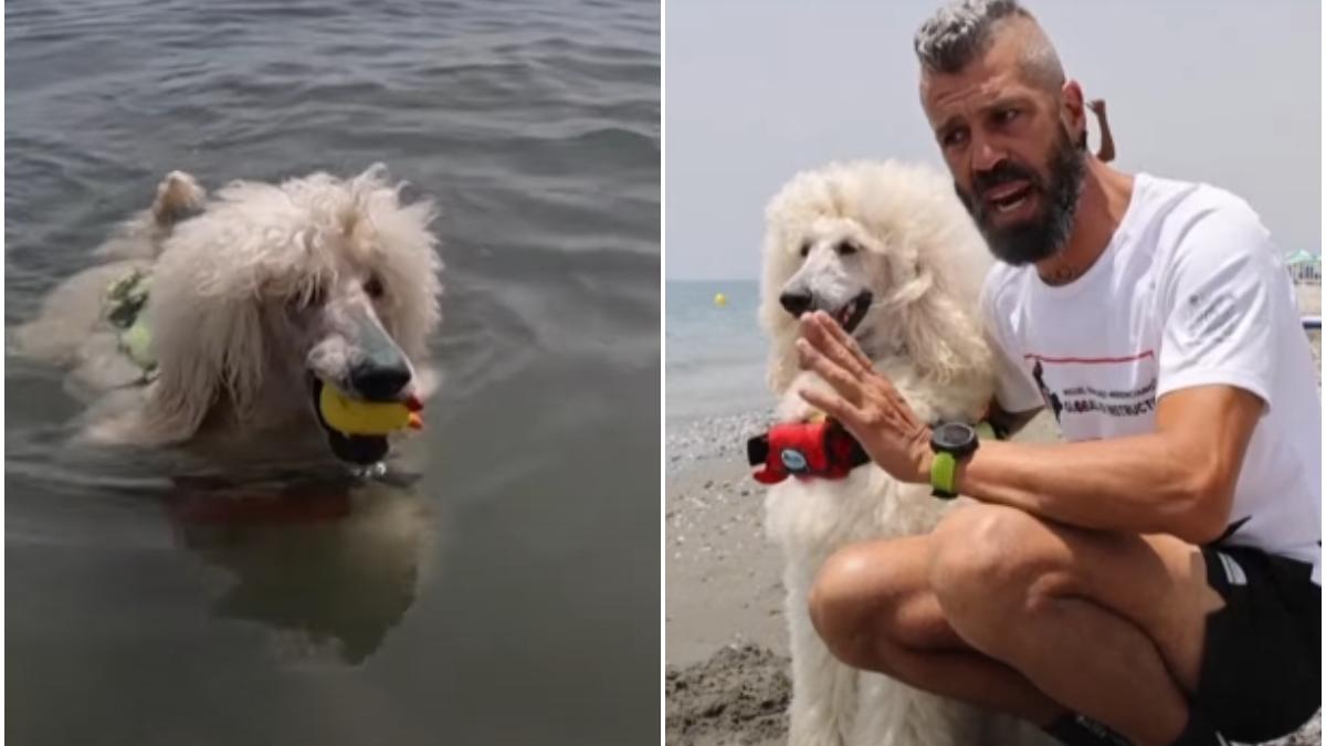 un pudel e cel mai nou membru al echipei canine de salvare si face senzatie pe plaja din malaga