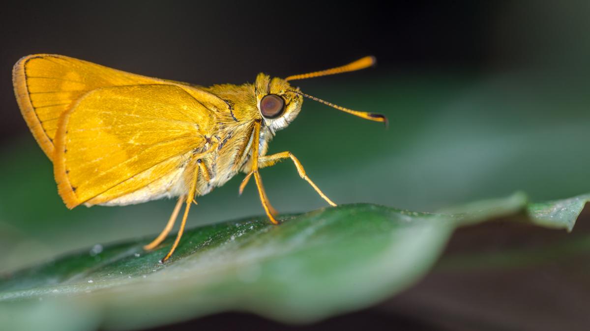 descoperire surprinzatoare o specie de molie se foloseste de lumina stelelor din galaxie ca sa calatoreasca