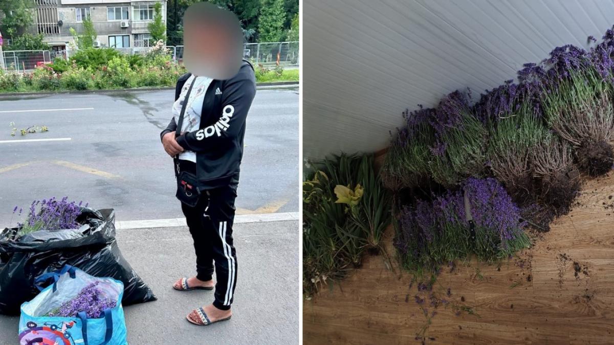 o femeie a fost prinsa de 2 ori intr o ora la furat de lavanda in bucuresti in 20 de ani nimeni nu m a prins