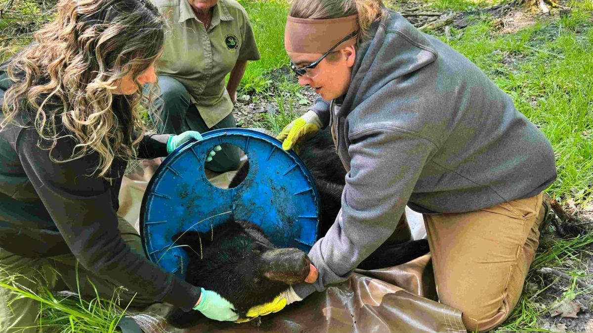 un urs s a chinuit doi ani de zile cu un capac mare de plastic blocat in jurul gatului abia acum a fost salvat