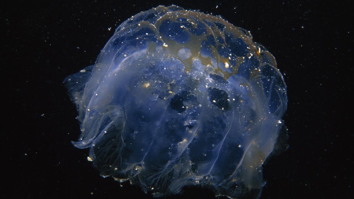 o meduza gigantica de marimea unei cladiri cu zece etaje uimeste oamenii de stiinta