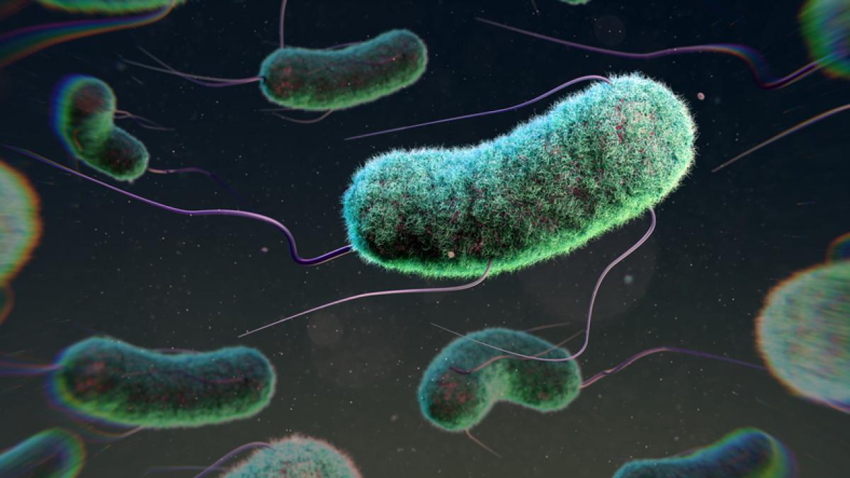o bacterie care provoaca diaree si infectii gastro intestinale transforma plasticul in paracetamol