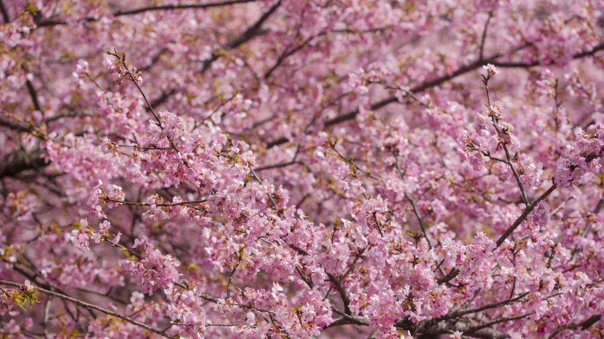 anomalie in arad ciresii au inflorit pentru a doua oara in acest an