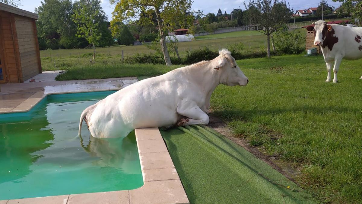 cum ne protejam animalele de canicula ansvsa a transmis lista cu masurile obligatorii si cantitatile zilnice de apa recomandate cum ne protejam animalele de canicula ansvsa a transmis lista cu masurile obligatorii si cantitatile zilnice de apa recomandate