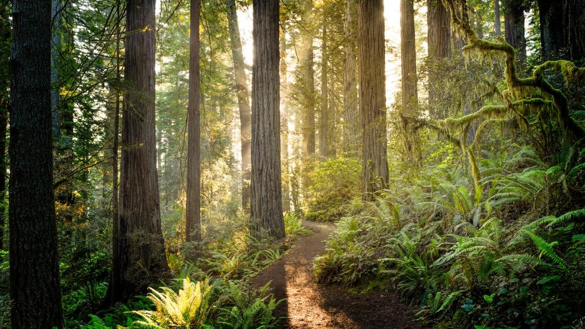 descoperire neasteptata o padure veche de milioane de ani gasita sub pamant pe o insula fara copaci din atlanticul de sud