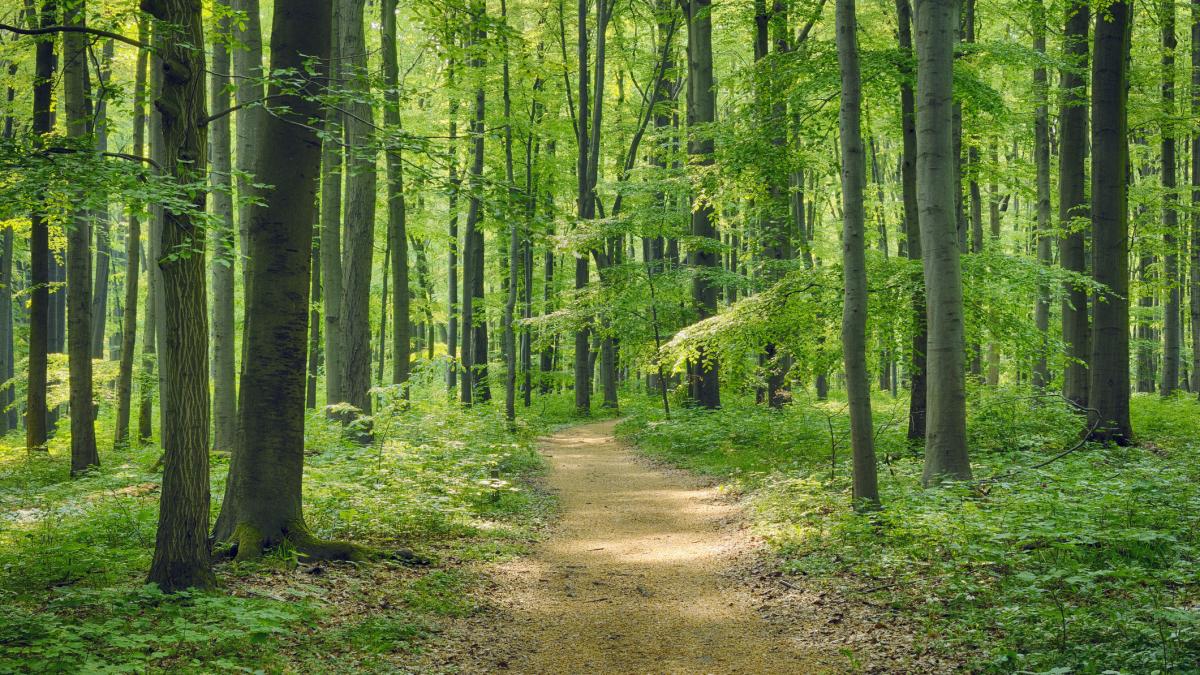 agitatie mare in italia unde un barbat gol pusca se plimba pe trasee turistice politia il cauta intens