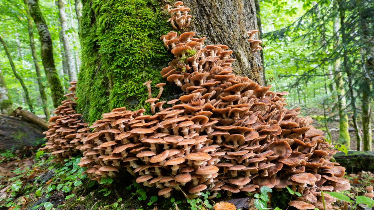 cum arata cel mai mare organism viu din lume o ciuperca de miere de 35 000 de tone ocupa o suprafata cat trei central park