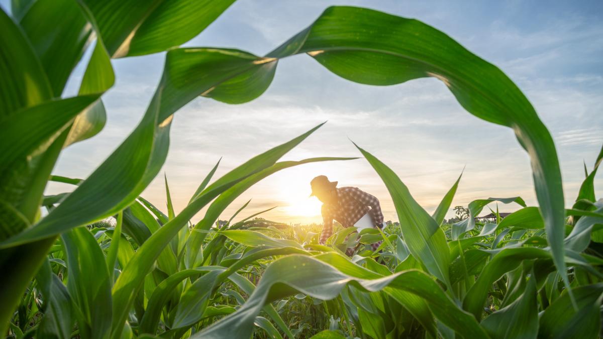 ajutorul ue crucial pentru fermierii din romania fara fonduri tara noastra se transforma in teritoriu de vanatoare