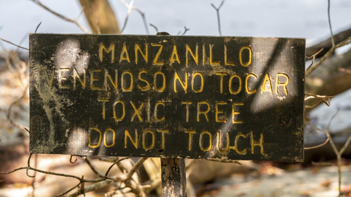 cel mai periculos copac din lume otravitor de la radacina la varf cei care se adapostesc de ploaie sub el pot muri