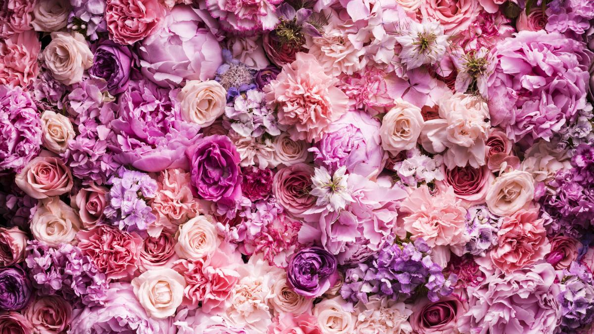 florile care aduc calm si sanatate in casele noastre unele ne linistesc altele ne dau energie