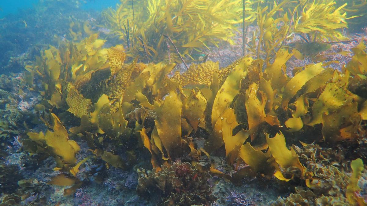 nu aducem inapoi doar o specie ci construim un intreg ecosistem padurile subacvatice se intorc pe coasta din sydney