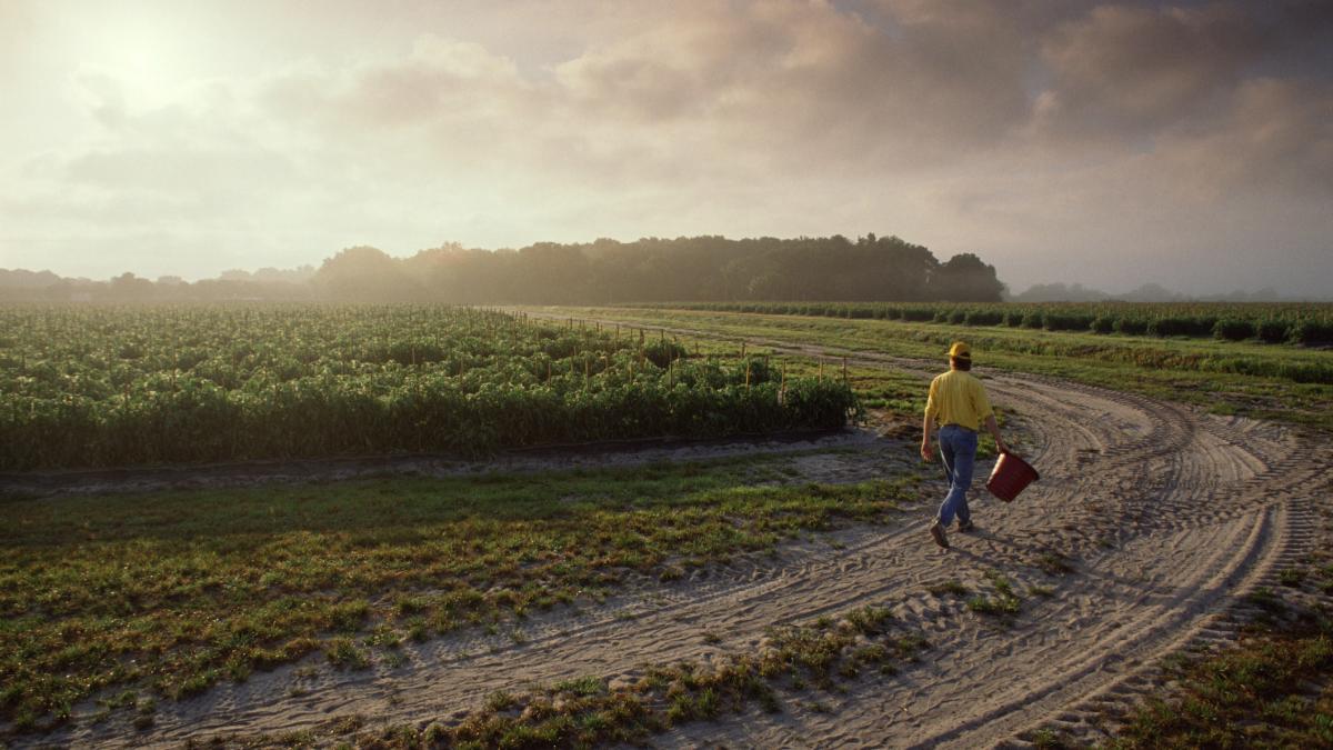 tinerii care vor sa munceasca in agricultura vor primi mai multi bani de la ue europarlamentar e un pilon de baza