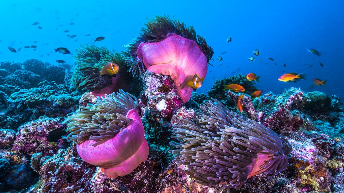 creatura nou descoperita care se misca precum un covor fermecat plutitor