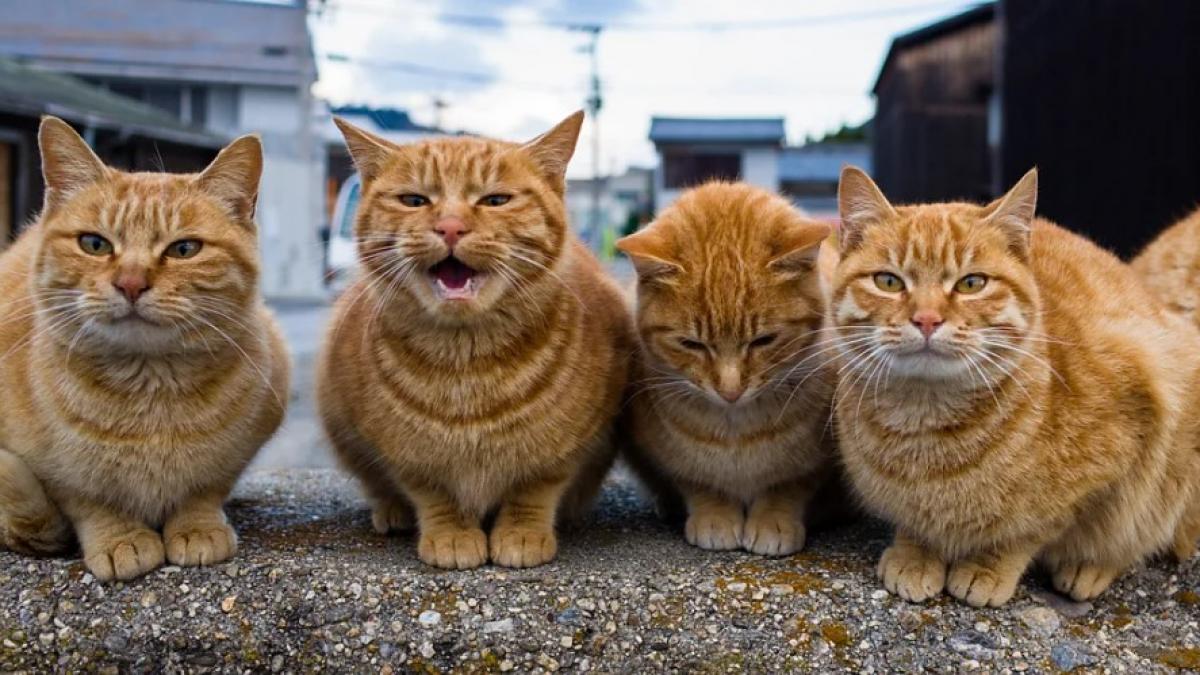 de ce unele pisici sunt vorbarete si jucause iar altele tacute si retrase raspunsul sta in adn