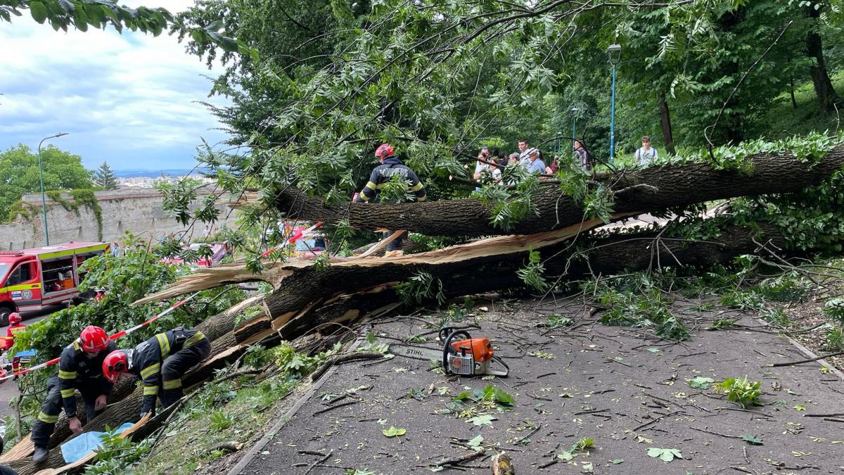 tragedie pe aleea de sub tampa din brasov un barbat a murit dupa ce un copac a cazut peste el