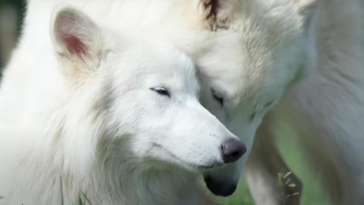 cum arata acum lupii stravechi inviati in laborator in 6 luni romulus si remus au devenit mult mai mari decat cei din zilele noastre