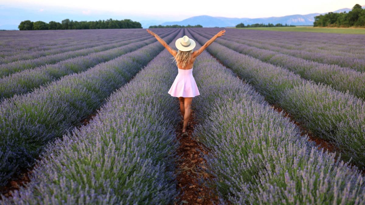 incepe recolta de lavanda in capitala aurului albastru din provence turistii s au adunat pe campuri pentru poze instagramabile
