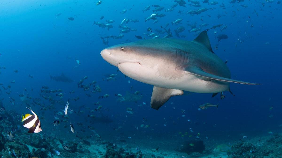 momente teribile pe o plaja din australia un baiat a fost urmarit pana la mal de un rechin care il ranise in apa