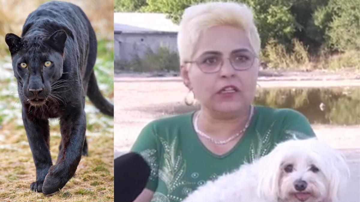 oamenii din giurgiu terorizati de pantera din bulgaria o femeie spune ca a dat nat in nas cu animalul am crezut ca e satana