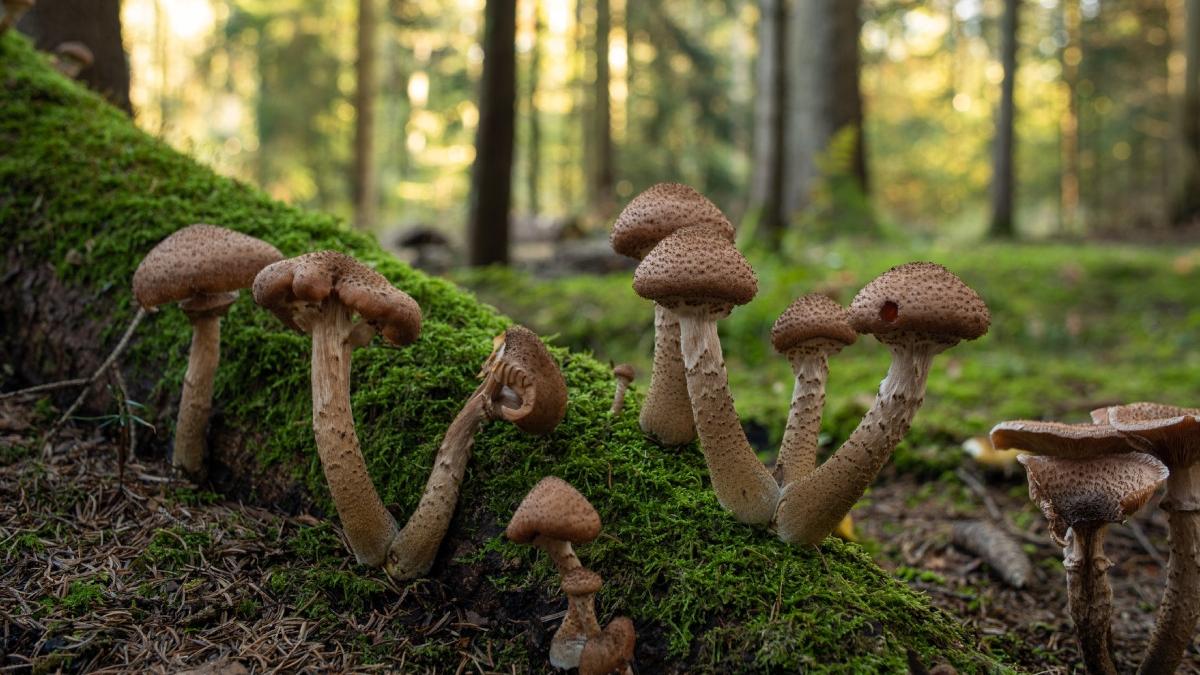 un barbat din iasi a murit si doua femei sunt in stare grava dupa ce au mancat ciuperci otravitoare