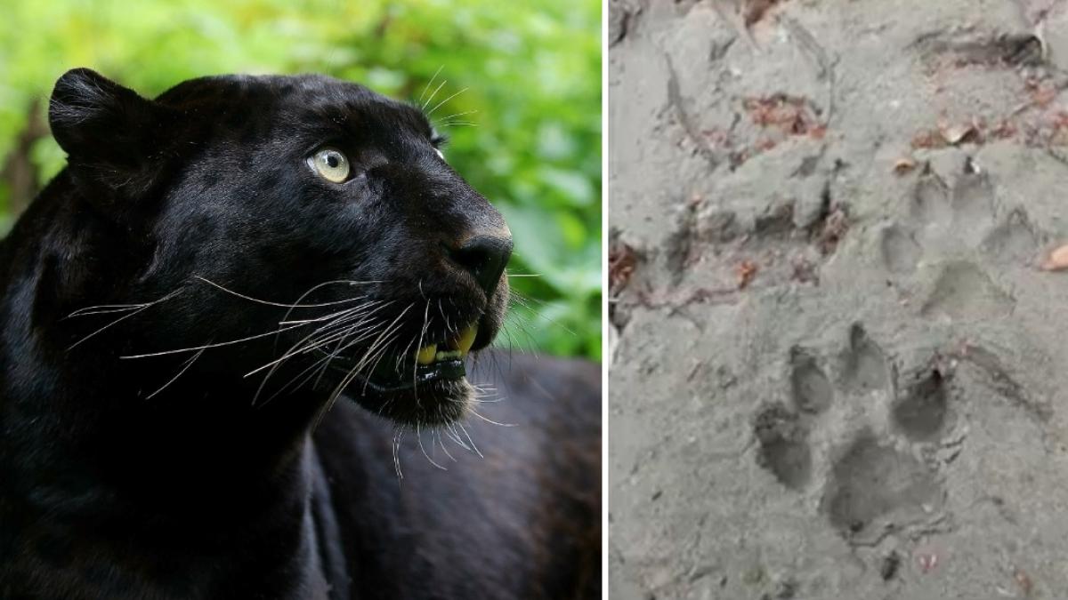 cum promite jandarmeria sa apere romanii de pantera din bulgaria toti o cauta dar nimeni nu stie cum sa o si prinda