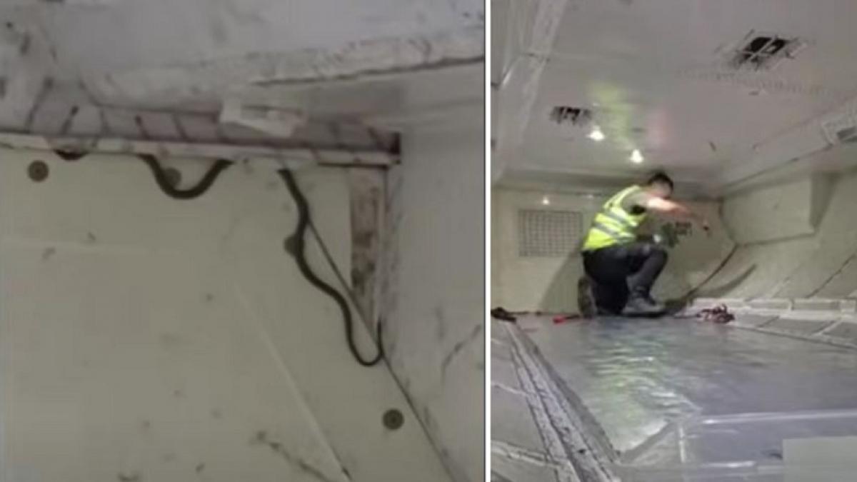 momente de cosmar pentru calatorii unui zbor din australia un sarpe a fost gasit la bordul aeronavei si pilotii au amanat decolarea