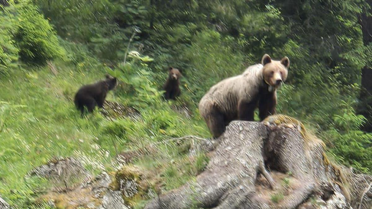 o ursoaica cu pui a fost vazuta pe traseul spre padina crucii avertismentul salvamont brasov pentru turisti